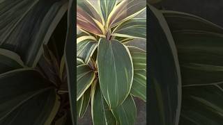 Cordyline plants [upl. by Hattie]