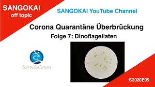 Dinoflagellaten Dinos im Meerwasser Aquarium CoronaQuarantäneÜberbrückungsvideo CQÜV [upl. by Anilatac]