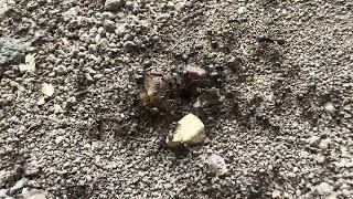 Ants War 3 4K Movie [upl. by Edaw]