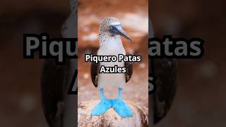 PÁJARO BOBO de Patas Azules ¡Un Misterio que Debes Descubrir [upl. by Ailemak]