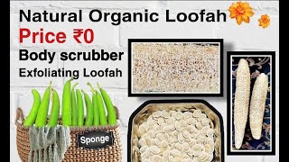 100  Natural Organic Loofah  Home Price Rs0  Multipurpose लौकी Loofah  Body Scrubber  Hindi [upl. by Eisle]