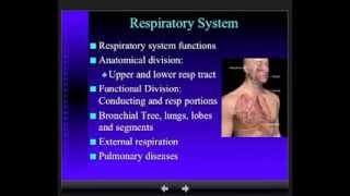 Anatomy  Respiratory System  Part 1 [upl. by Lakim]