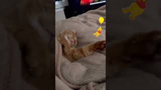 Our cat watch Winnie The Pooh 🐻🐈 catvideos funnycats catlover cat orangecat cutecat katten [upl. by Nayd946]