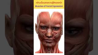 กล้ามเนื้อแสดงความรู้สึกของใบหน้า Muscles of Facial Expression muscle facial musclesoffacial [upl. by Leak]