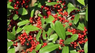 Ilex cassine  Dahoon Holly trees for sale Miami Florida South Florida [upl. by Rosane]