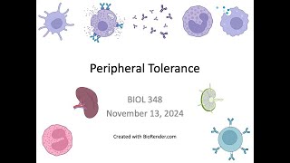 Immunology Fall 2024 Lecture 31 Peripheral Tolerance [upl. by Assilram247]