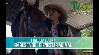 Importancia de la Etologia Equina  TvAgro por Juan Gonzalo Angel [upl. by Icul]