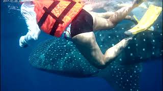 Whale Sharks in Mexico [upl. by Wiltz]