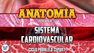 ANATOMÍA SISTEMA CARDIOVASCULAR  REPASO DE SISTEMA ENDOCRINO  SEMANA 10  CICLO PARALELO CEPUNT [upl. by Barhos]