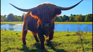 Brompton Lakes Ellerton Lake Highland Cattle Fest [upl. by Levi]