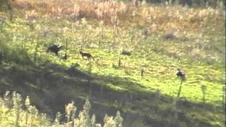 Fox meets Wedge tailed eagles [upl. by Aniloj]