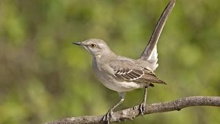 Mockingbird Night Song Soundscape with Crickets 35 minutes [upl. by Gram639]