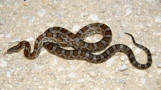 Texas Corn Snake [upl. by Hughett]