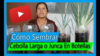 Cómo Sembrar Cebolla Larga O Junca en botellas plásticas En casa Cebollas por siempre [upl. by Jarred284]