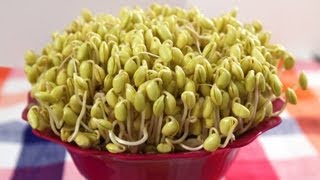 How to grow Soybean Sprouts Kongnamul 콩나물 [upl. by Pollerd884]