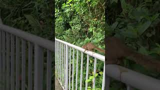 약수터 다람쥐2Squirrel climbing the handrail [upl. by Adan130]