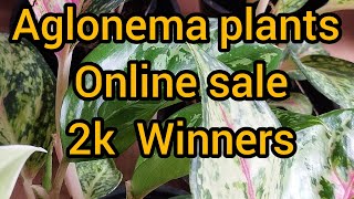 Aglonema online sale Aglonema plants low price youtube video [upl. by Huan]