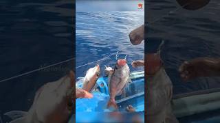 Catching Plenty of Rosy Snapper in the Deep Sea fishing fishingvideo oceanfishing [upl. by Ringo]