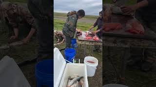 Putting fish away 2023 kiwalik fish [upl. by Kcired]