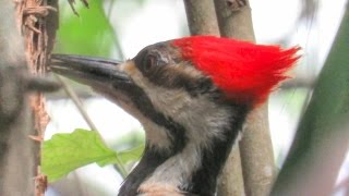 Pileated Woodpecker Pecking [upl. by Teyugn45]