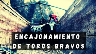 ENCAJONAMIENTO DE TOROS BRAVOS  GANANDERÍA RONCALLA EN MOLLEBAMBA [upl. by Nwahsiek]