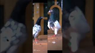 kabootar viral video pigeon kabootar jutt pigeon club [upl. by Millda]