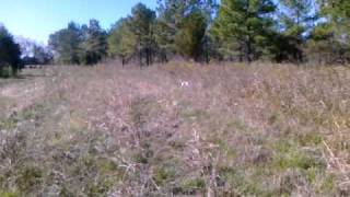 Camerons Quail Preserve Quail Hunting Preserve Tombigbee River Alabama [upl. by Philly]