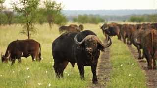 Madikwe Game Reserve Tau Lodge [upl. by Oswal964]