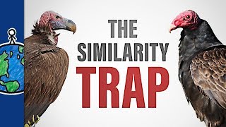 The Similarity Trap [upl. by Ahaelam564]