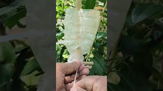 Murraya paniculata plants airlayering growing कामनी प्लांट्स एयरलेयरिंग [upl. by Scevour]