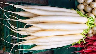 ⟹ Daikon Radish  Raphanus sativus L var longipinnatus Bailey  A quick look [upl. by Niamrahc28]