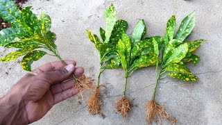 How to get new plant from stem cutting  Propagation Method of Golden Dust Croton plant  ITHG [upl. by Akinhoj326]