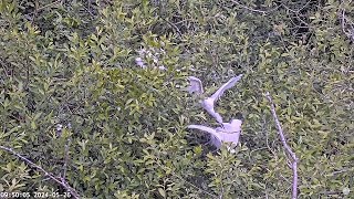 Heronry Livestream 26 05 24 631am to 554pm [upl. by Trow]