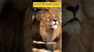 Animals real sounds  animals ki aasli aawaazshorts lion eagles animals factsdastan [upl. by Matilda]