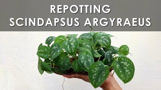 Scindapsus Pictus Argyraeus Repotting [upl. by Notneb]