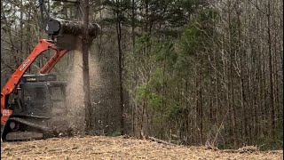 Loftness battle AX forestry mulcher Kubota SVL952s dropping large trees [upl. by Repohtsirhc]