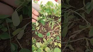 Leggy seedlings problem after seeds germination and its solutionorganicgardeningshortsfeed [upl. by Holbrook786]