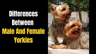 Differences Between Male And Female Yorkies [upl. by Llertniuq278]