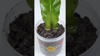 How to propagate Bird’s nest fern plant from single leafshorts [upl. by Rahs]