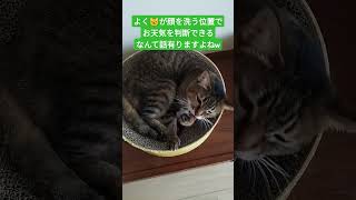 天気予報士 cat 猫 保護猫 天気予報 [upl. by Llerred]