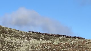 Eventyret 2022  Villreinjakt på Hardangervidda og nærkontakt med fjellrev [upl. by Ariem502]