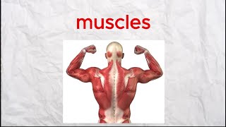 العضلات  The muscles [upl. by Maximilien]