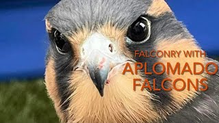 Falconry APLOMADO FALCONS Tips and advice [upl. by Lundell8]