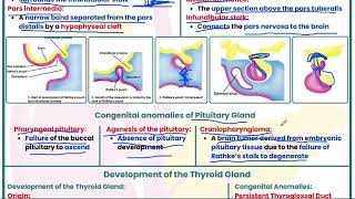 Endocrine Embryology [upl. by Bigford11]