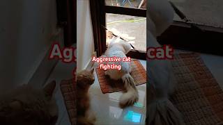 😾Aggressive cat fighting cat fighting funny cat fighting behaviorShorts YtShorts Virashorts [upl. by Nealy]