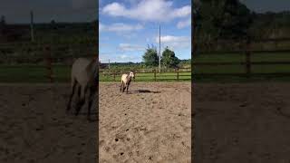 Connemara Colt Foal [upl. by Kostman]