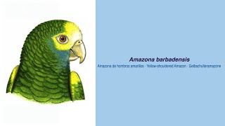 Video Encyclopedia of Parrot Species  302 Amazona barbadensis [upl. by Germaun]