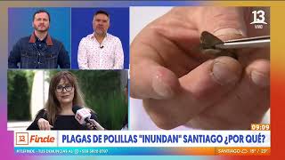 Plaga de polillas quotinundanquot Santiago ¿Por qué y cómo evitarlas [upl. by Aneerahs]