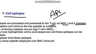 lecture 14 B cell and T cell epitopes [upl. by Ennazor177]