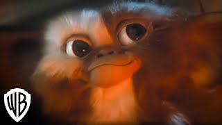 Gremlins Billy Meets Gizmo  Movie Scene HD  Warner Bros Entertainment [upl. by Holna]